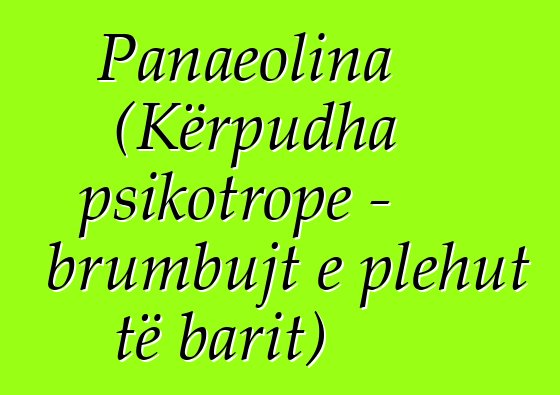 Panaeolina (Kërpudha psikotrope - brumbujt e plehut të barit)