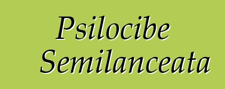 Psilocibe Semilanceata