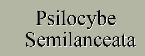 Psilocybe Semilanceata