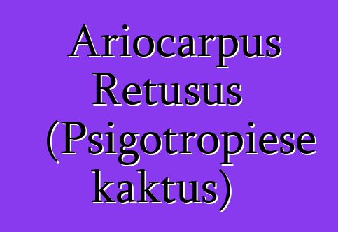 Ariocarpus Retusus (Psigotropiese kaktus)