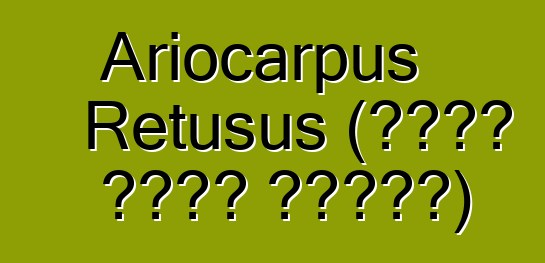 Ariocarpus Retusus (صبار مؤثر نفسيا)