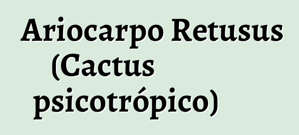 Ariocarpo Retusus (Cactus psicotrópico)