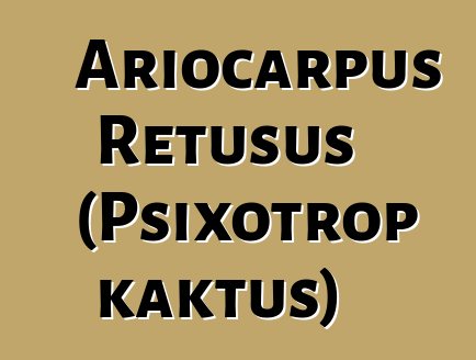 Ariocarpus Retusus (Psixotrop kaktus)