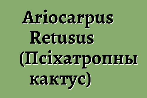 Ariocarpus Retusus (Псіхатропны кактус)