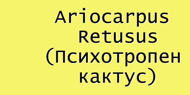 Ariocarpus Retusus (Психотропен кактус)