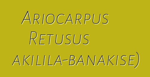 Ariocarpus Retusus (Hakilila-banakisɛ)