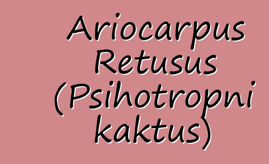 Ariocarpus Retusus (Psihotropni kaktus)