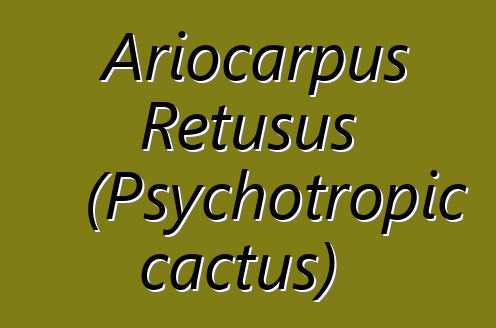 Ariocarpus Retusus (Psychotropic cactus)