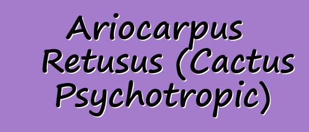 Ariocarpus Retusus (Cactus Psychotropic)