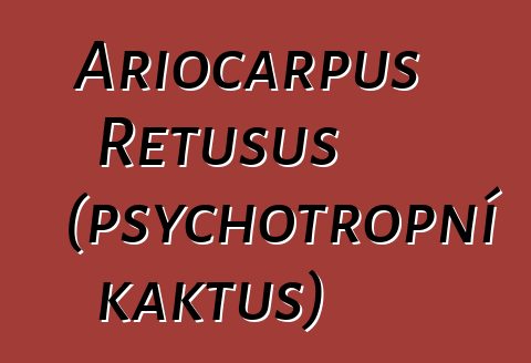 Ariocarpus Retusus (psychotropní kaktus)