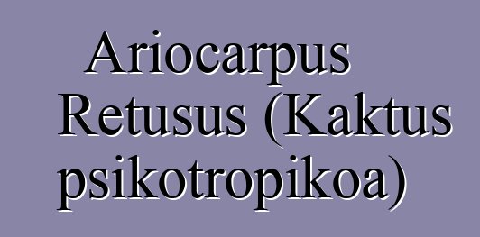 Ariocarpus Retusus (Kaktus psikotropikoa)