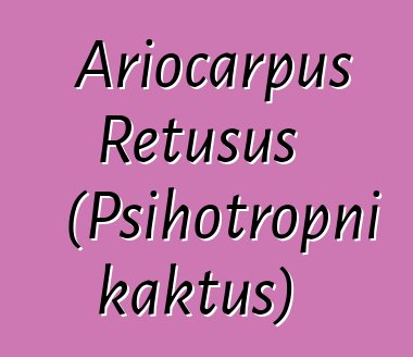 Ariocarpus Retusus (Psihotropni kaktus)