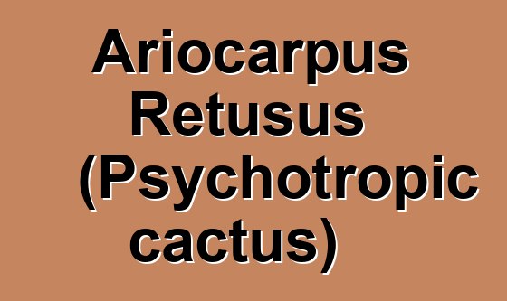 Ariocarpus Retusus (Psychotropic cactus)