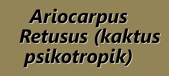 Ariocarpus Retusus (kaktus psikotropik)