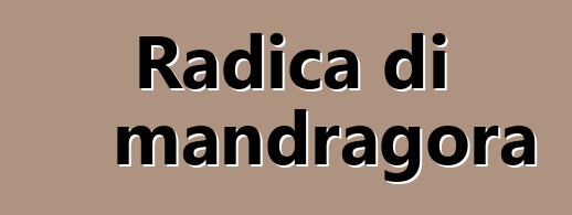 Radica di mandragora