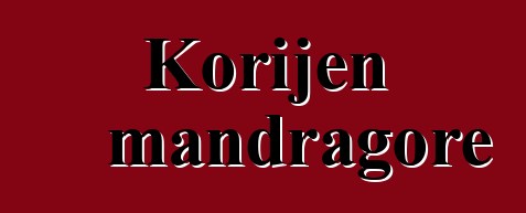 Korijen mandragore