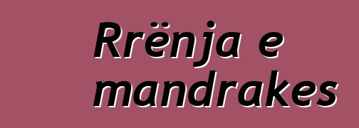 Rrënja e mandrakes