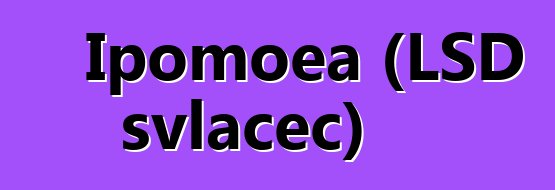 Ipomoea (LSD svlačec)